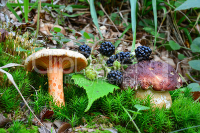 Saffron Milkcap, Pine Bolete mushroom and blackberries