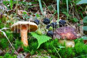 Saffron Milkcap, Pine Bolete mushroom and blackberries