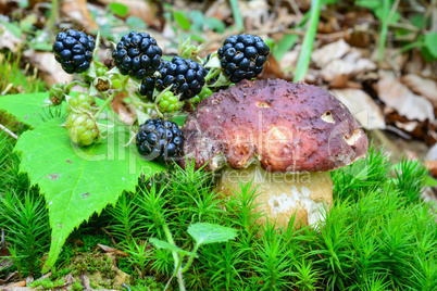 Pine Bolete mushroom and blackberries
