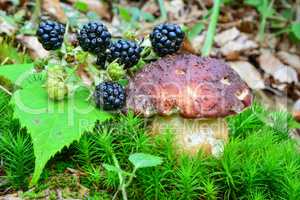 Pine Bolete mushroom and blackberries