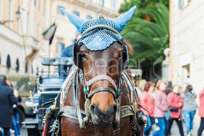 Portrait of horse-drawn carriage horse