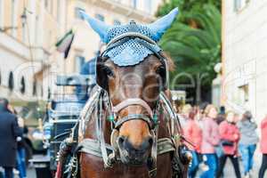 Portrait of horse-drawn carriage horse