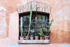 Old window with group of cactus flower pots