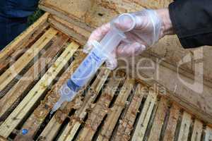 Winterbehandlung eines Bienenstocks, beträufeln mit Oxalsäure gegen Milben