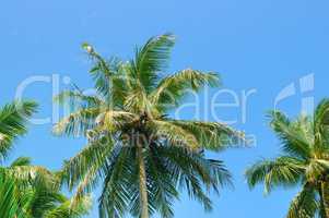 tropical palm trees and blue sky