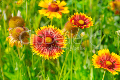 Beautiful background of garden flowers.