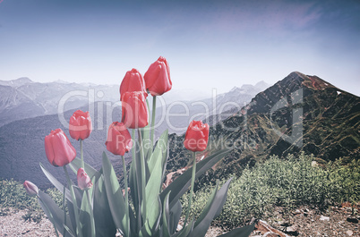 Blooming in the mountains tulips.