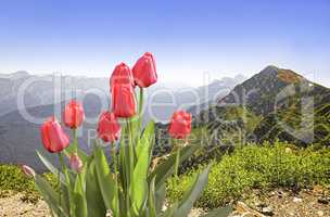 Blooming in the mountains tulips.