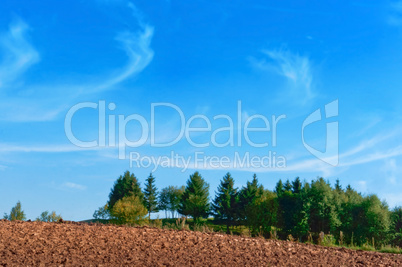 plowed field, green spruce and blue sky, the plowed field under the blue sky