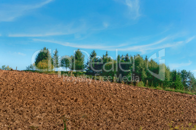 plowed field, green spruce and blue sky, the plowed field under the blue sky