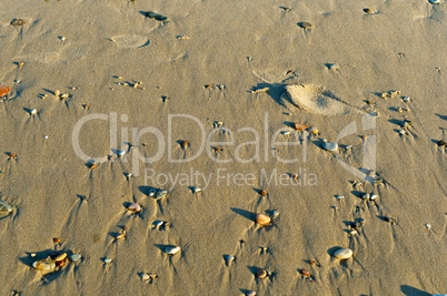 rare small pebbles on the sand, little stones on the beach in the sand