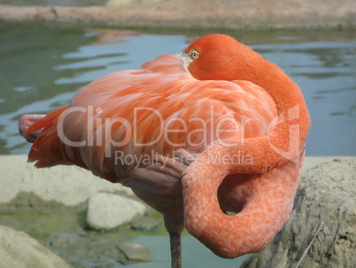 Flamingo