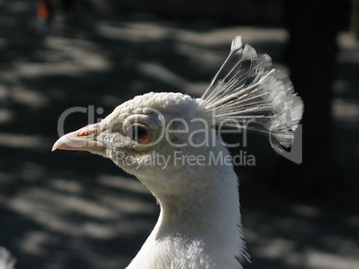 Pfau Pfau