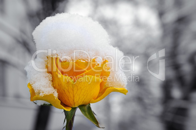 Flowering yellow roses under the snow, vintage, pastel colors.