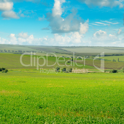 Green field and blue sky with light clouds.