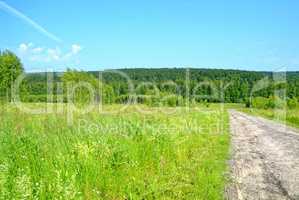 dirt road through forest in summer day