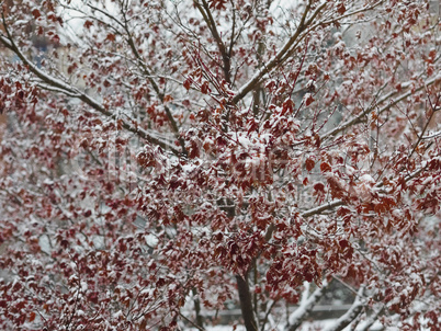 winter scene with snow