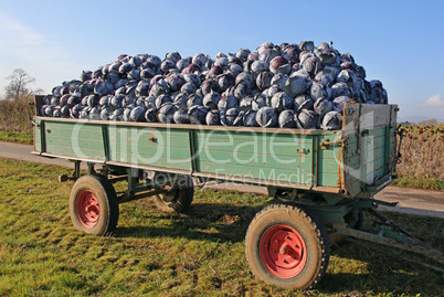 Rotkohl