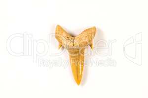 shark tooth, fossil of a pygmy white shark