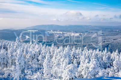 Dreamy winter forest