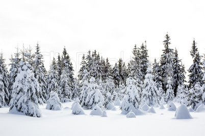 Winter scenery with snow