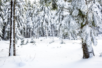 Winter scenery with snow