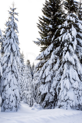 Winter scenery with snow