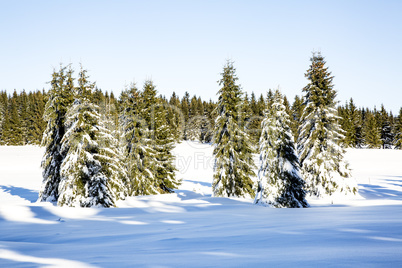 Winter scenery with snow