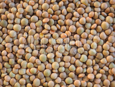 lentils pulse grain legume (Lens Culinaris) legumes vegetables food background