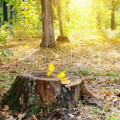 Old tree stump in the autumn park.