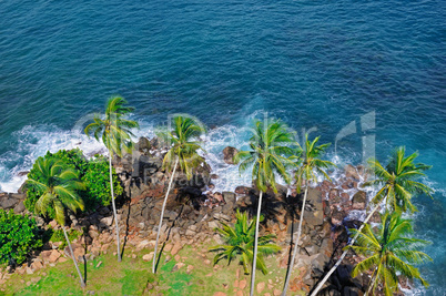 Beach tropical ocean with coral, palm trees and lagoon. Top view