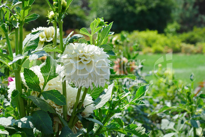 White dahlia on flowerbed at summer park.