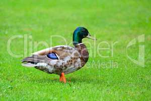 Multicolored wild duck