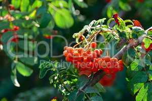 Fruits of mountain ash on a bright sunny day
