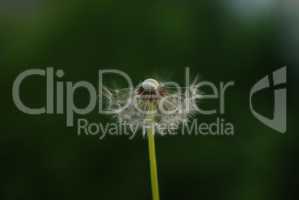 Spring dandelion