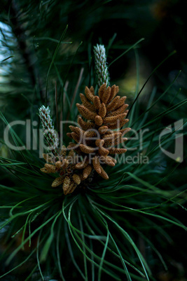 Green Spruce in the Spring