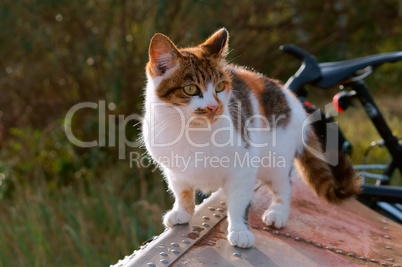 motley the cat, spotted kitty colorful home