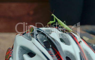 praying mantis on a bike helmet, green mantis