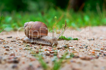 large snail, snail with shell and horns