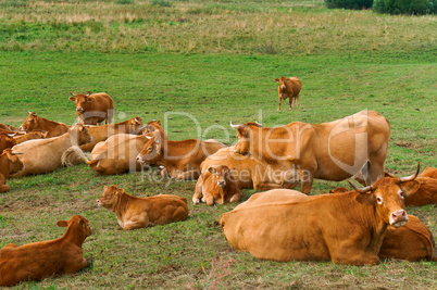 cows in meadows, red cows on a green pasture
