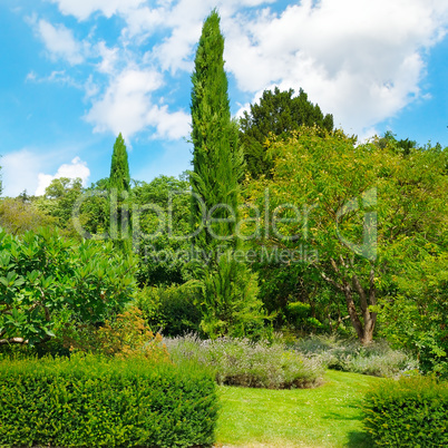 Park,hedge, green meadow and blue sky.