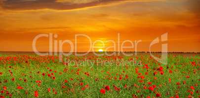 Field with poppies and sunrise.Wide photo.