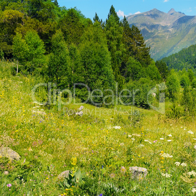 Picturesque mountain slopes with blooming herbs and coniferous t