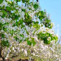 Flowering branch of pear blooming spring garden. Flowers pears c
