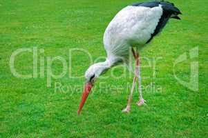 Stork on a background of green meadow.