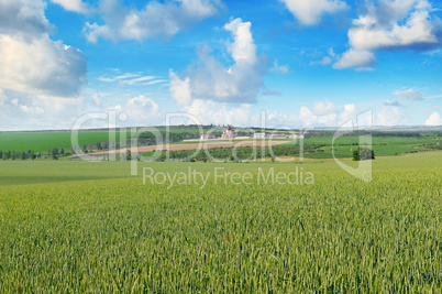 Wheat field and blue sky with light clouds.