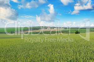 Wheat field and blue sky with light clouds.