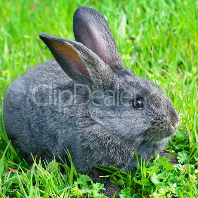 Little rabbit on green grass background.