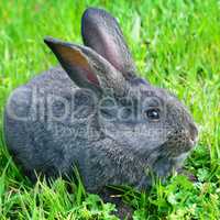 Little rabbit on green grass background.