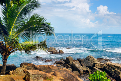 Beach tropical ocean with palm trees and lagoon